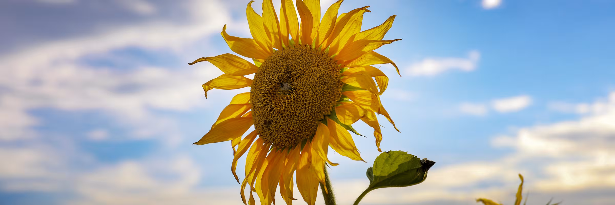 sunflower with blue cloudy sky in background