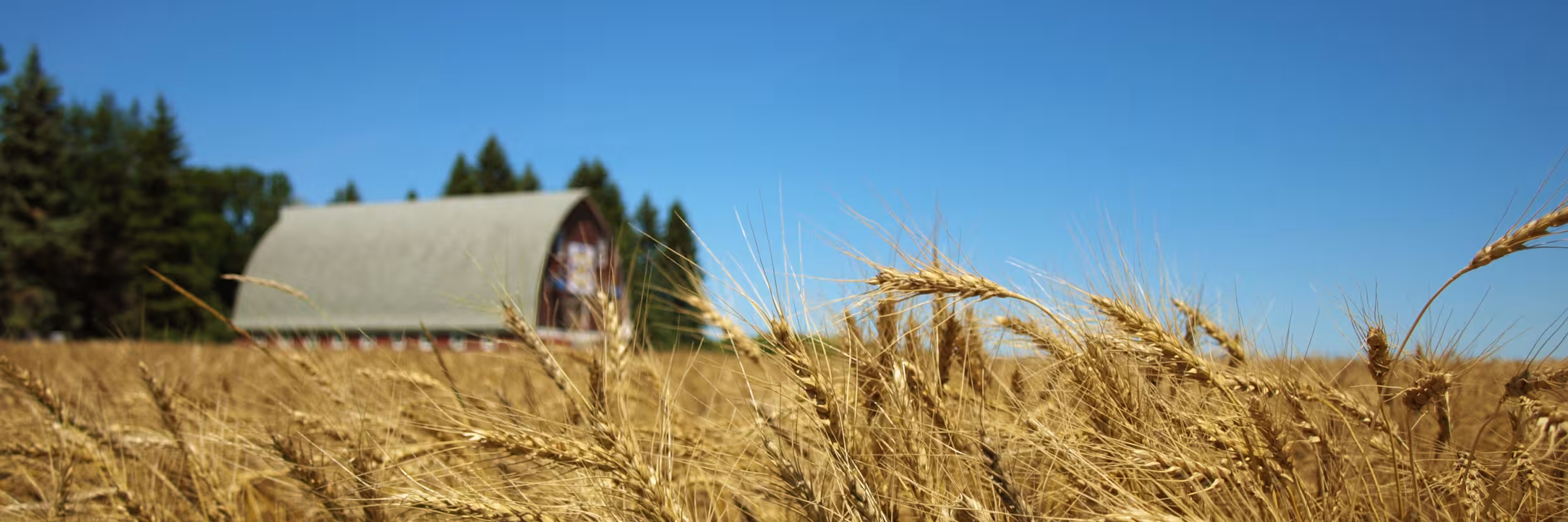 barn in the distance with golden wheat in the forefront