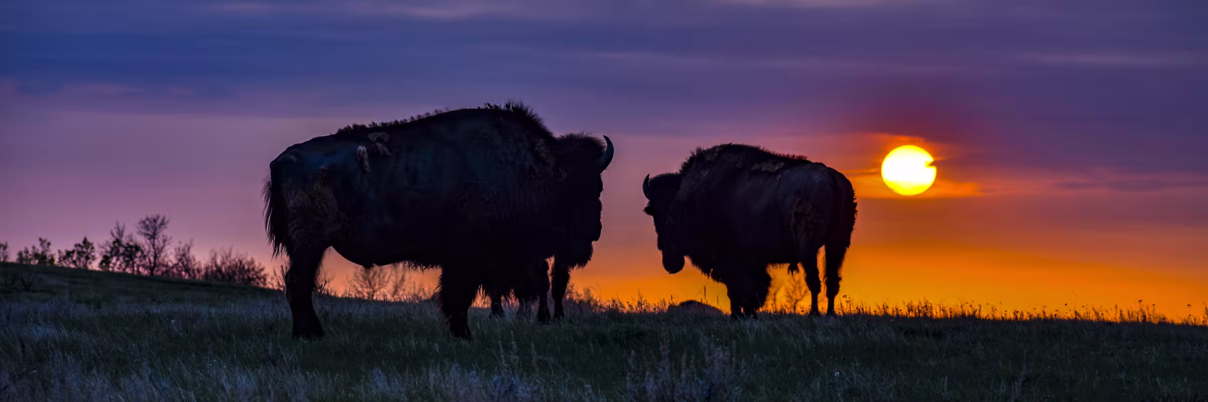 silhouette of bison at sunset