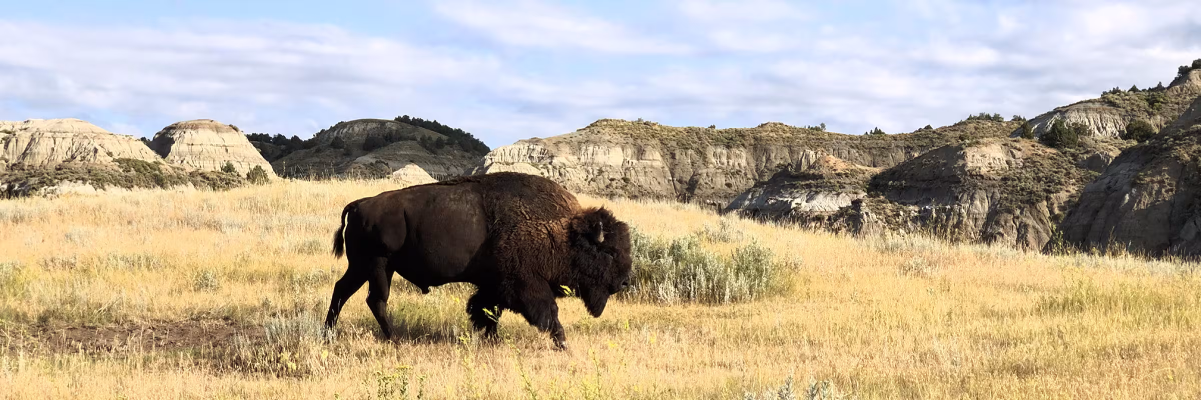 bison roaming in the ND badlands
