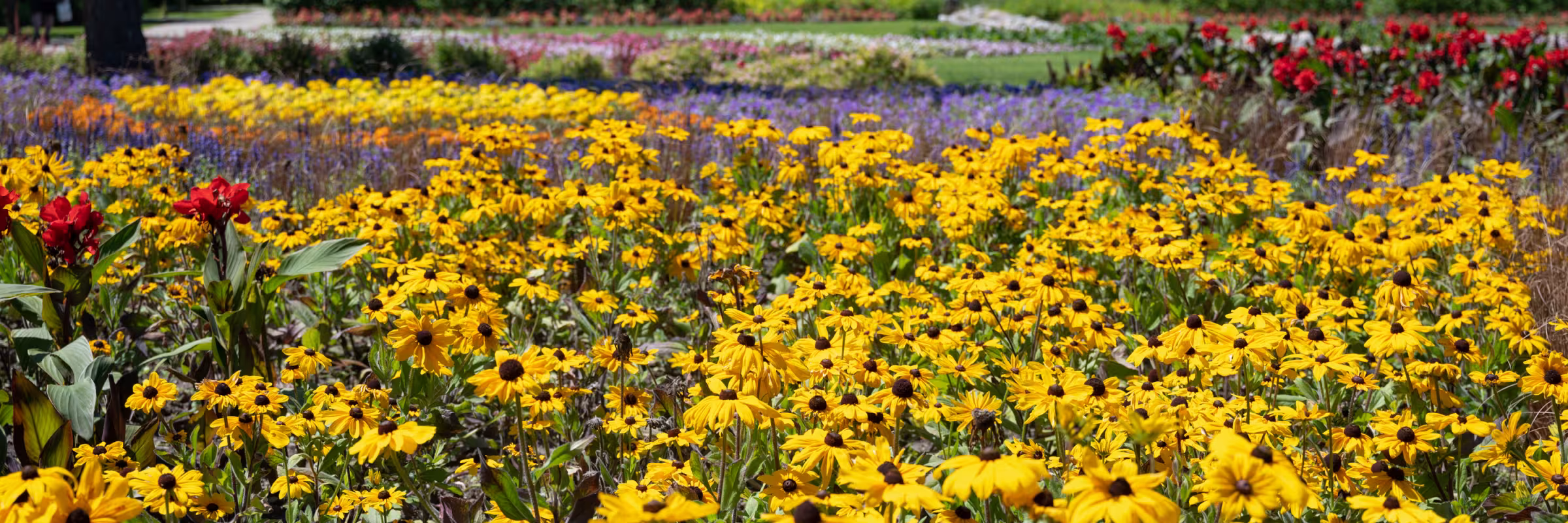 Flowers at the International Peace Gardens