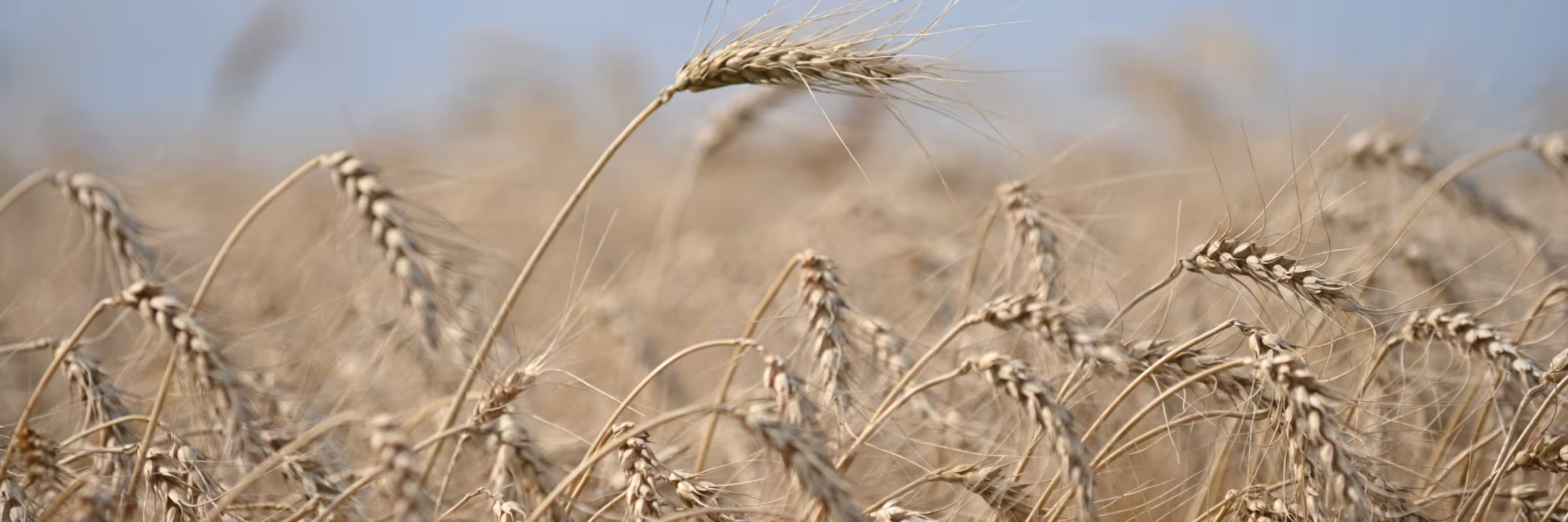 wheat field