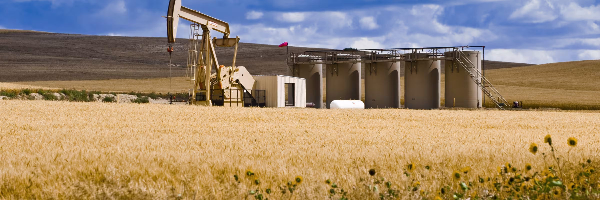 Oil rig in the middle of north dakota wheat field with a blue sky